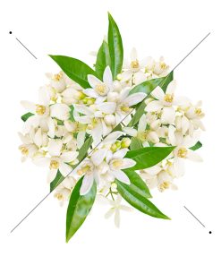 Dámsky parfém w192 Bvlgari Essens - vôňa Jasmin Noir. Kvalitné parfumy. Vôňa kvetinová, ovocná. Čaro prírody a kvetinového raja